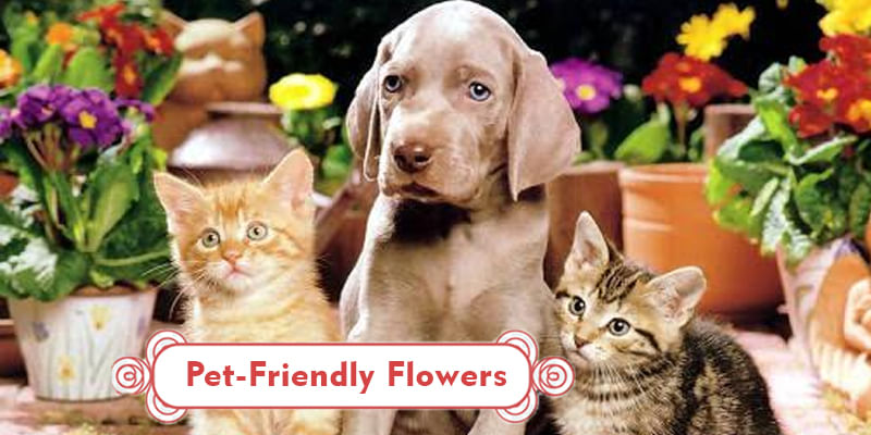 Pet Friendly Flowers